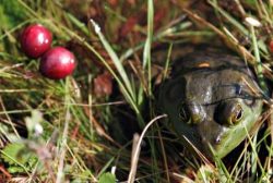 Le syndrome de la grenouille