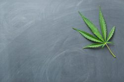 Cannabis: la Scotia et la Royale refusent de servir les producteurs