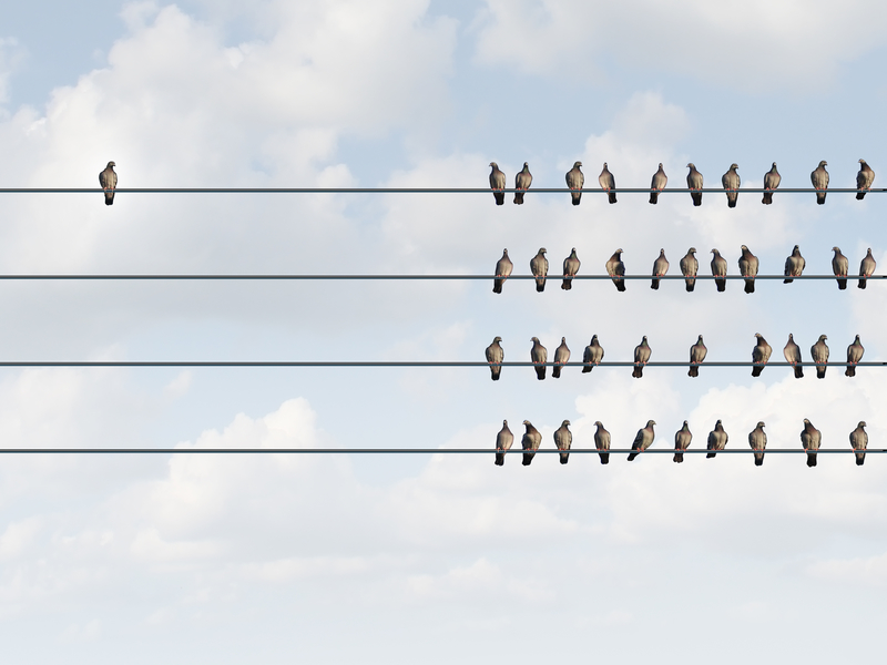 Plein d'oiseaux posés sur des fils électriques, mais un d'eux est détaché du groupe