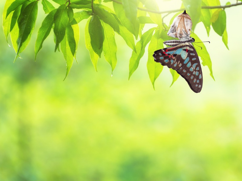 Un papillon sortant de son cocon accroché à une branche d'arbre.