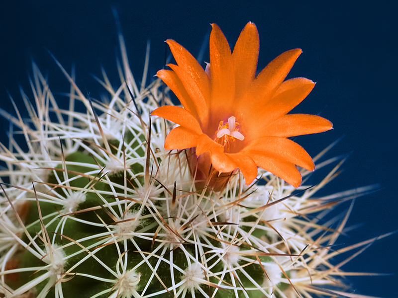 Lilac flower cactus isolated on black