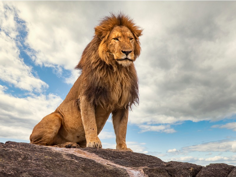 Un lion sur un rocher devant un ciel nuageux