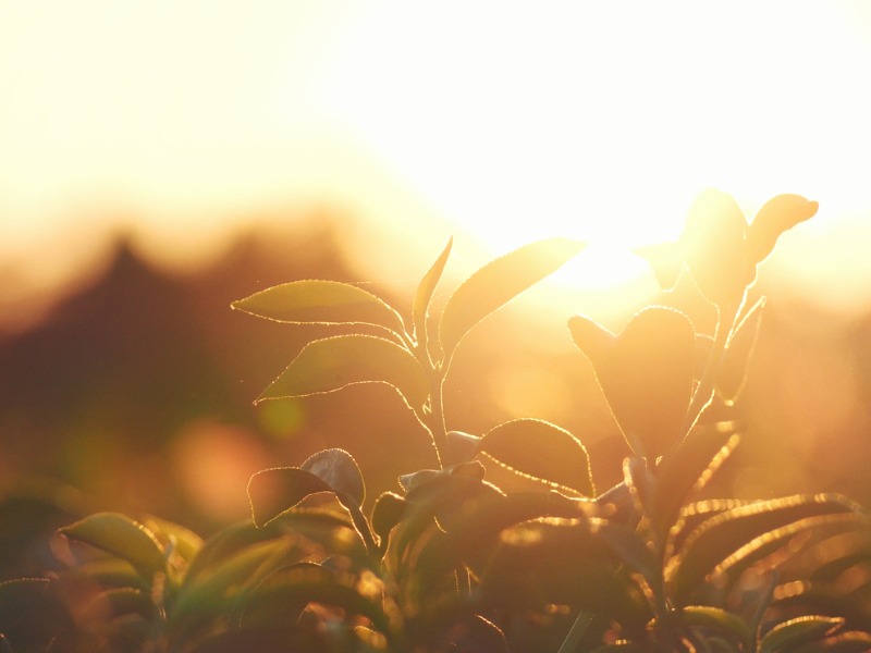 L’arbre à thé vert laisse Camellia sinensis dans la lumière du soleil de la ferme biologique. Ferme à base de plantes fraîches à bourgeons tendres le matin d’été. Lumière du soleil Plante d’arbre à thé vert. Gros plan Arbre à thé nature