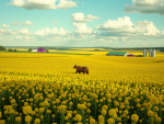 A bear walking in a field filled with yellow flowers