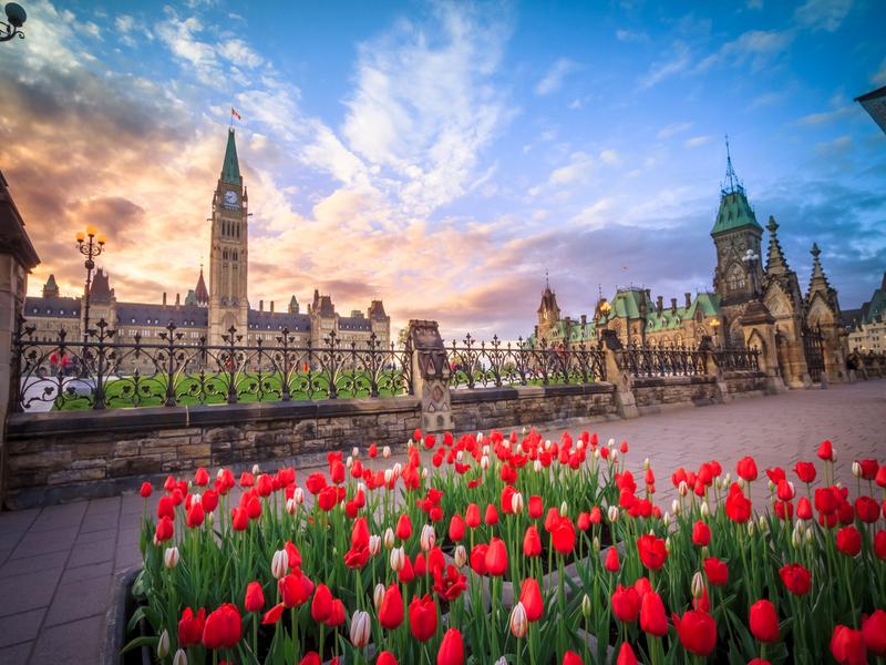 Vue du Parlement canadien à Ottawa au coucher de soleil, avec des tulipes rouges au premier plan. Ciel coloré en arrière-plan.