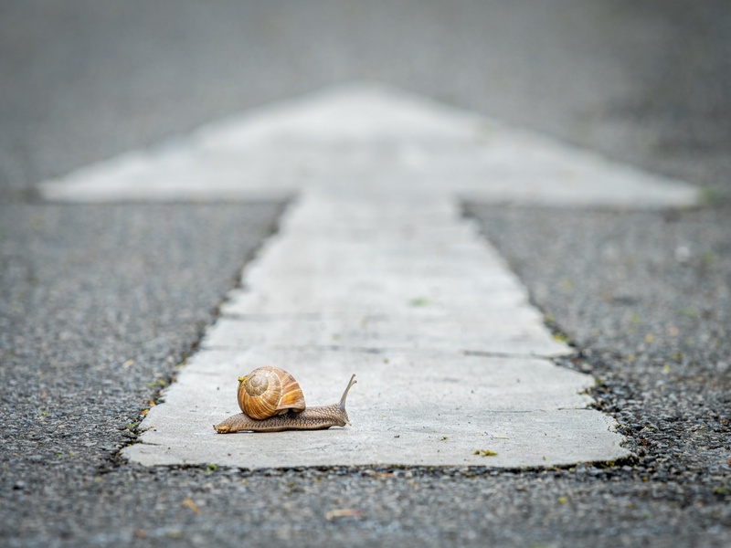 Escargot avançant lentement sur une route, métaphore de la patience et de la progression vers un objectif.